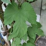 Humulus lupulusЛист