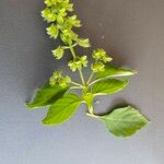 Ocimum campechianum Fuelha