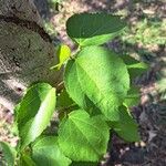 Heliocarpus americanusLeaf