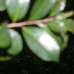 Symplocos costaricana 葉