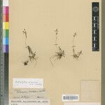 Bulbophyllum maudeae Other