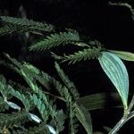 Acacia koa Hoja