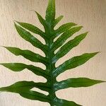 Polypodium californicum Hoja