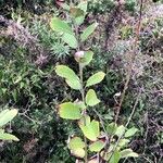 Salix atrocinerea برگ