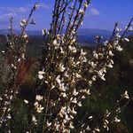 Cytisus multiflorus 花