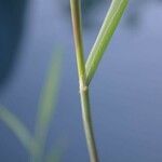 Polypogon monspeliensis Hoja