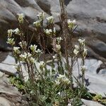 Arabis auriculata Habit