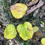 Smilax rotundifolia Leaf