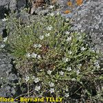 Arenaria ligericina Habit