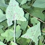 Rumex scutatus Hábito