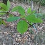 Arbutus unedo Fuelha