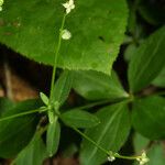 Galium circaezans Habitat