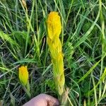 Castilleja levisecta 花