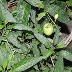 Solanum muricatum Frucht