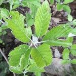 Aria edulis Leaf