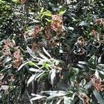Acacia melanoxylon Hábito