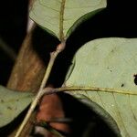 Pera arborea പുറംതൊലി