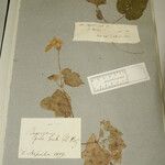 Begonia picta Іншае