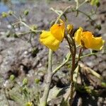 Utricularia australis Habit