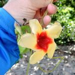 Mandevilla scabra Virág