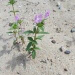 Galeopsis ladanum Fiore