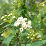 Spiraea cantoniensis Kvet