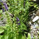 Scutellaria altissima Natur