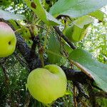 Malus domestica Fruit