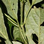 Ruellia stemonacanthoides Blad