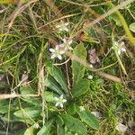 Moehringia ciliata Flower