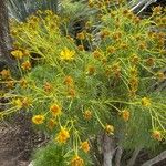 Coreopsis gigantea फूल