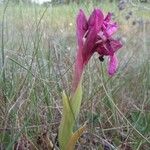 Anacamptis papilionacea Цвят