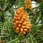 Pinus halepensis Lorea