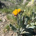 Senecio doronicum 花