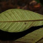 Psychotria ledermannii