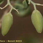 Nitraria retusa Fruit