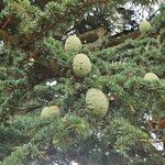 Cedrus libani 果實