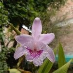 Sobralia rosea Flower