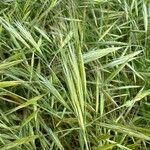 Bromus diandrus Flower