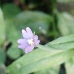 Epilobium tetragonum Цветок