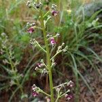 Scrophularia canina Habitus