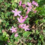 Centaurium erythraeaFlower