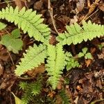 Athyrium nikkoense