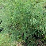 Asparagus officinalis Агульны выгляд