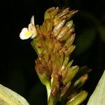 Hylaeanthe unilateralis Цвят