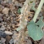 Solanum burchellii Bark