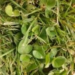 Dichondra micrantha Habit