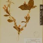 Echinacanthus attenuatus Otro
