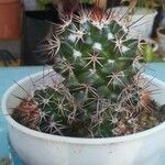 Mammillaria winterae Leaf