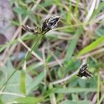 Carex montana പുഷ്പം